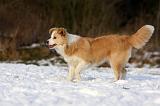 BORDER COLLIE 1206
